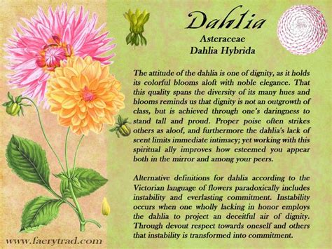 Dahlia in bloom crafting a fresh start with magical tools